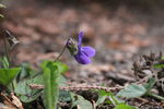 galeria_foto